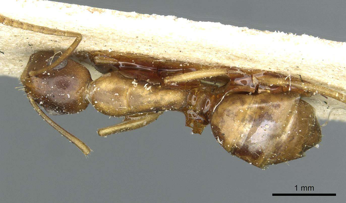 Plancia ëd Camponotus vulpus Santschi 1926