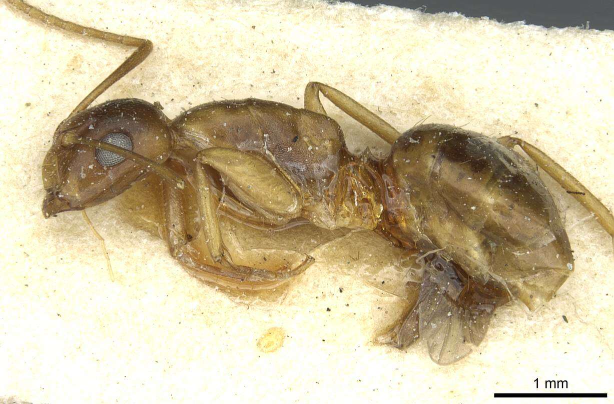 Image de Camponotus vulpus Santschi 1926