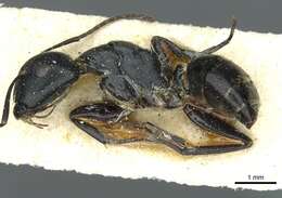 Image of Camponotus longipalpis Santschi 1926