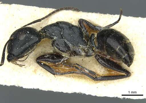 Plancia ëd Camponotus longipalpis Santschi 1926