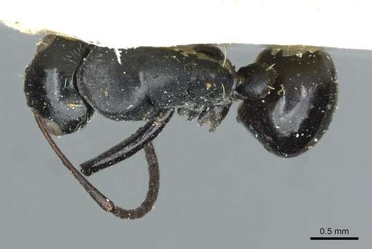 Imagem de Camponotus oculatior Santschi 1935