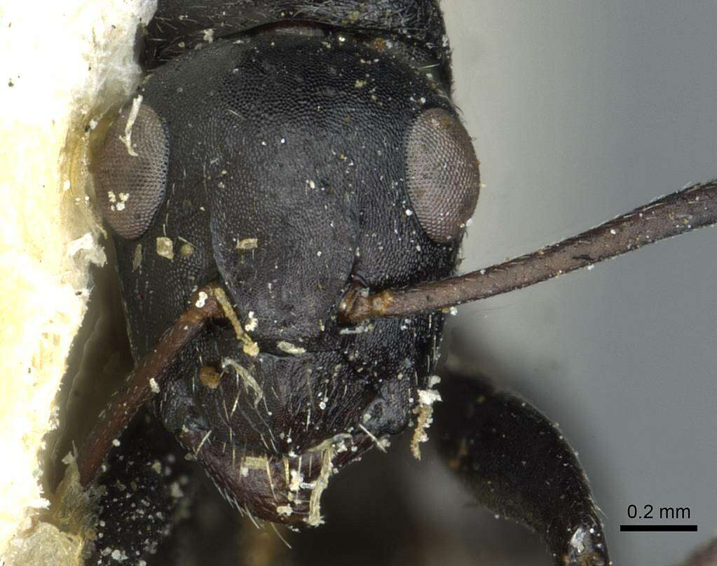 Imagem de Camponotus oculatior Santschi 1935