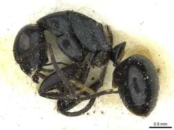 Imagem de Camponotus oculatior Santschi 1935