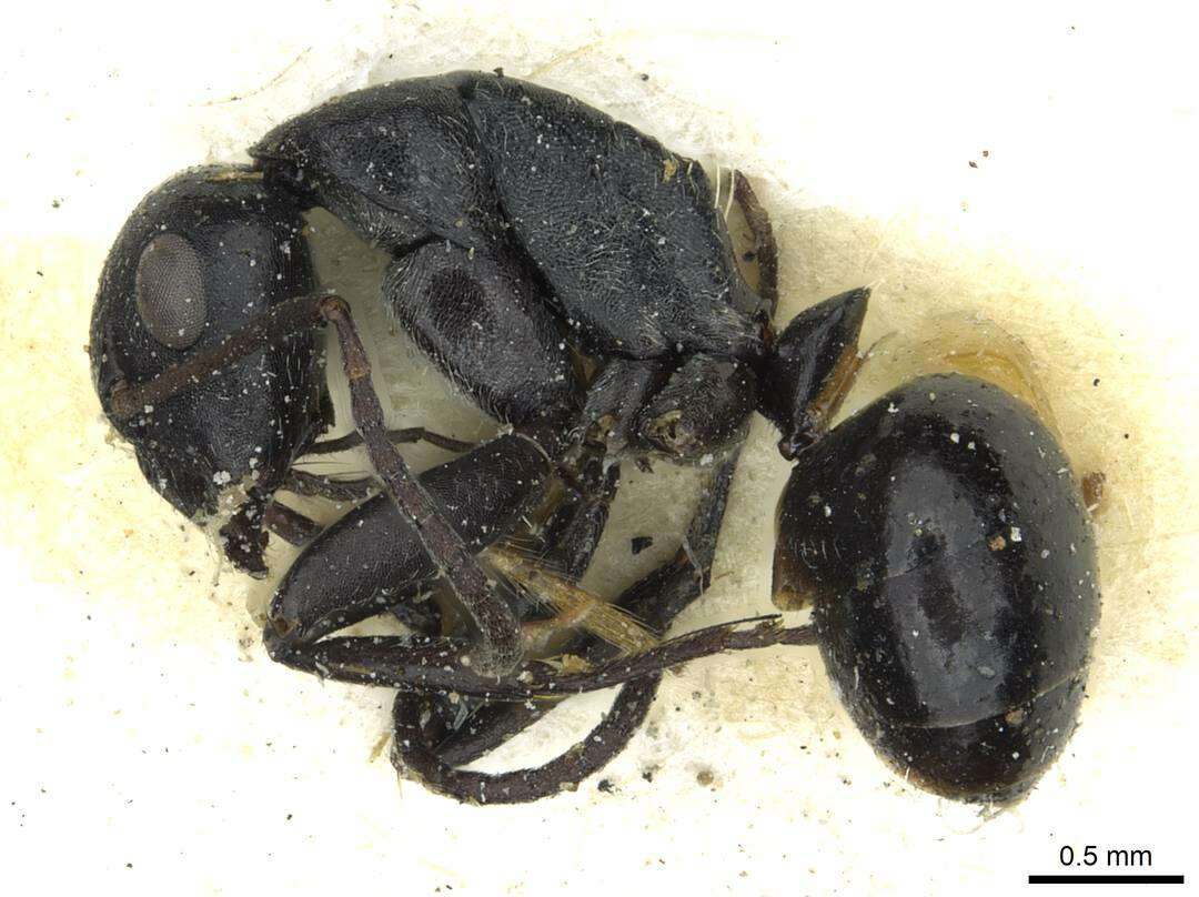 Imagem de Camponotus oculatior Santschi 1935