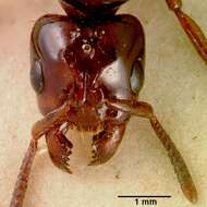 Image of Centromyrmex bequaerti (Forel 1913)