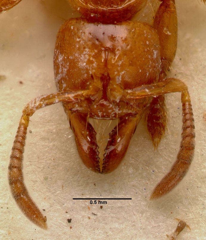 Imagem de Centromyrmex sellaris Mayr 1896