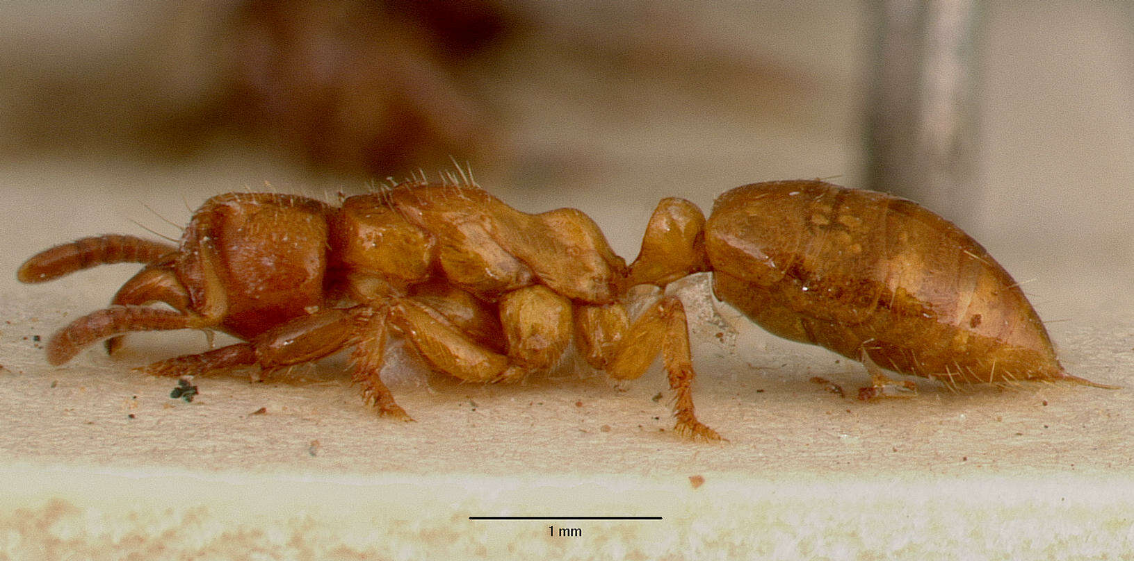 Imagem de Centromyrmex sellaris Mayr 1896