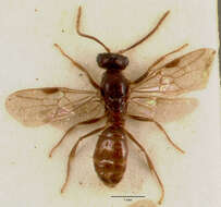 Imagem de Centromyrmex sellaris Mayr 1896