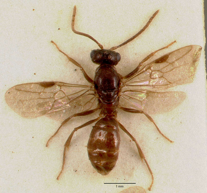 Imagem de Centromyrmex sellaris Mayr 1896