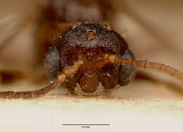 Imagem de Centromyrmex sellaris Mayr 1896