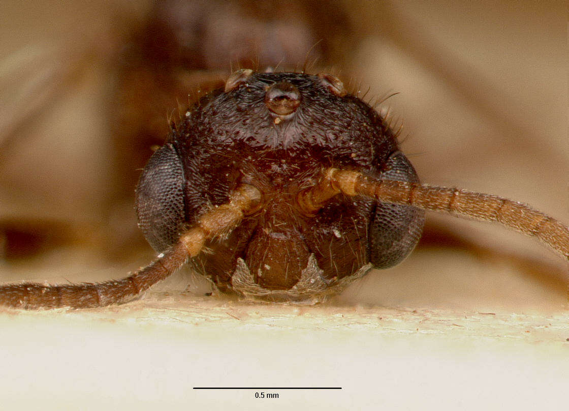 Imagem de Centromyrmex sellaris Mayr 1896