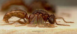 Imagem de Centromyrmex sellaris Mayr 1896