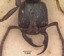 Image of Psalidomyrmex reichenspergeri Santschi 1913