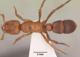 Image of Psalidomyrmex sallyae Bolton 1975