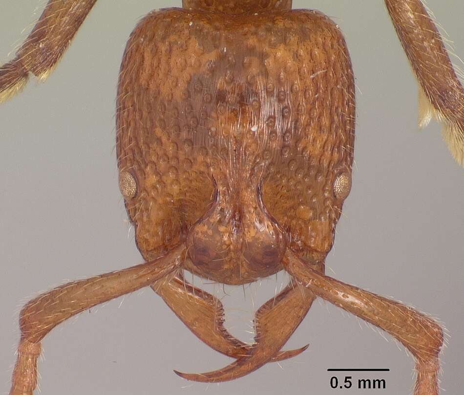 Image of Psalidomyrmex sallyae Bolton 1975