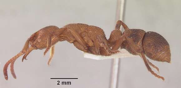 Image of Psalidomyrmex sallyae Bolton 1975