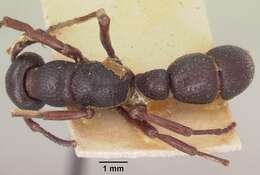 Image of Psalidomyrmex wheeleri Santschi 1923