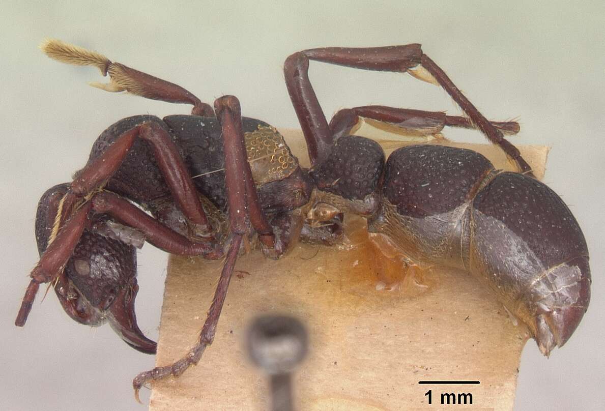 Image of Psalidomyrmex wheeleri Santschi 1923