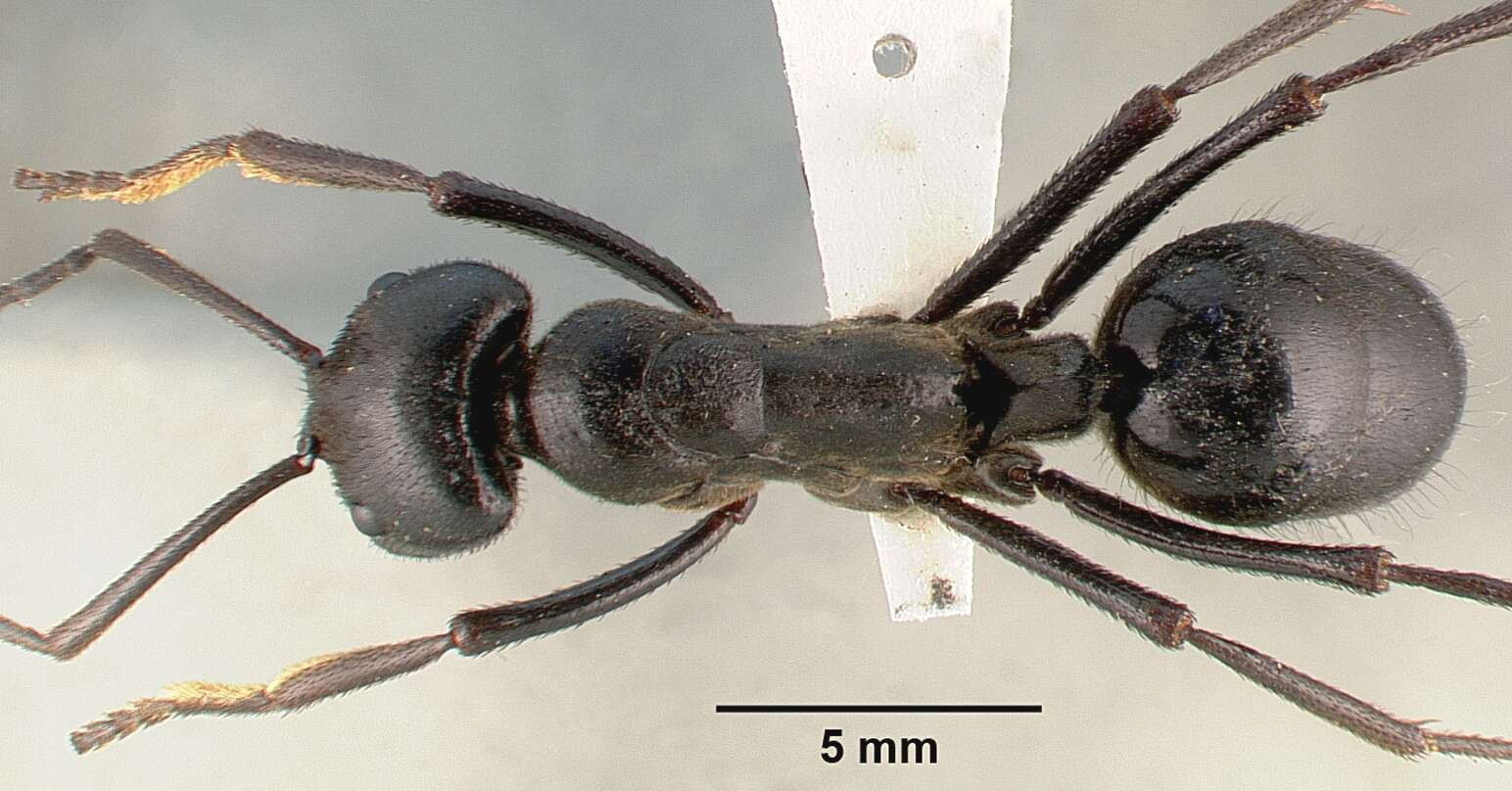 Image of Streblognathus