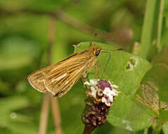 Image of Salt Marsh Skipper