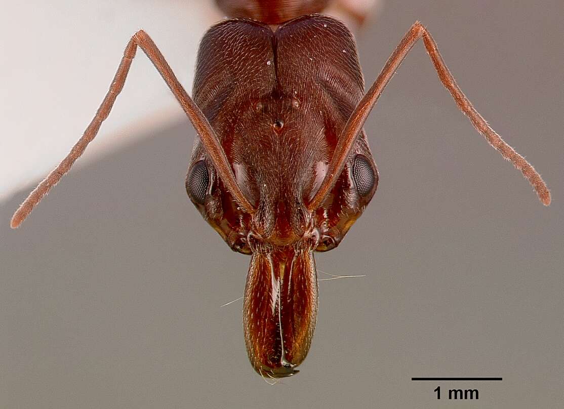 Image of Trap-jaw Ants