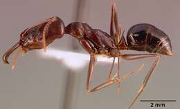 Image of Trap-jaw Ants