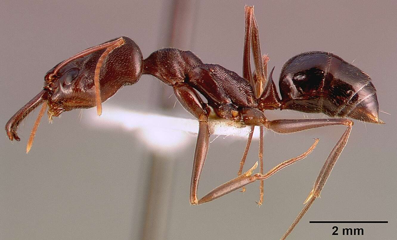 Imagem de Odontomachus