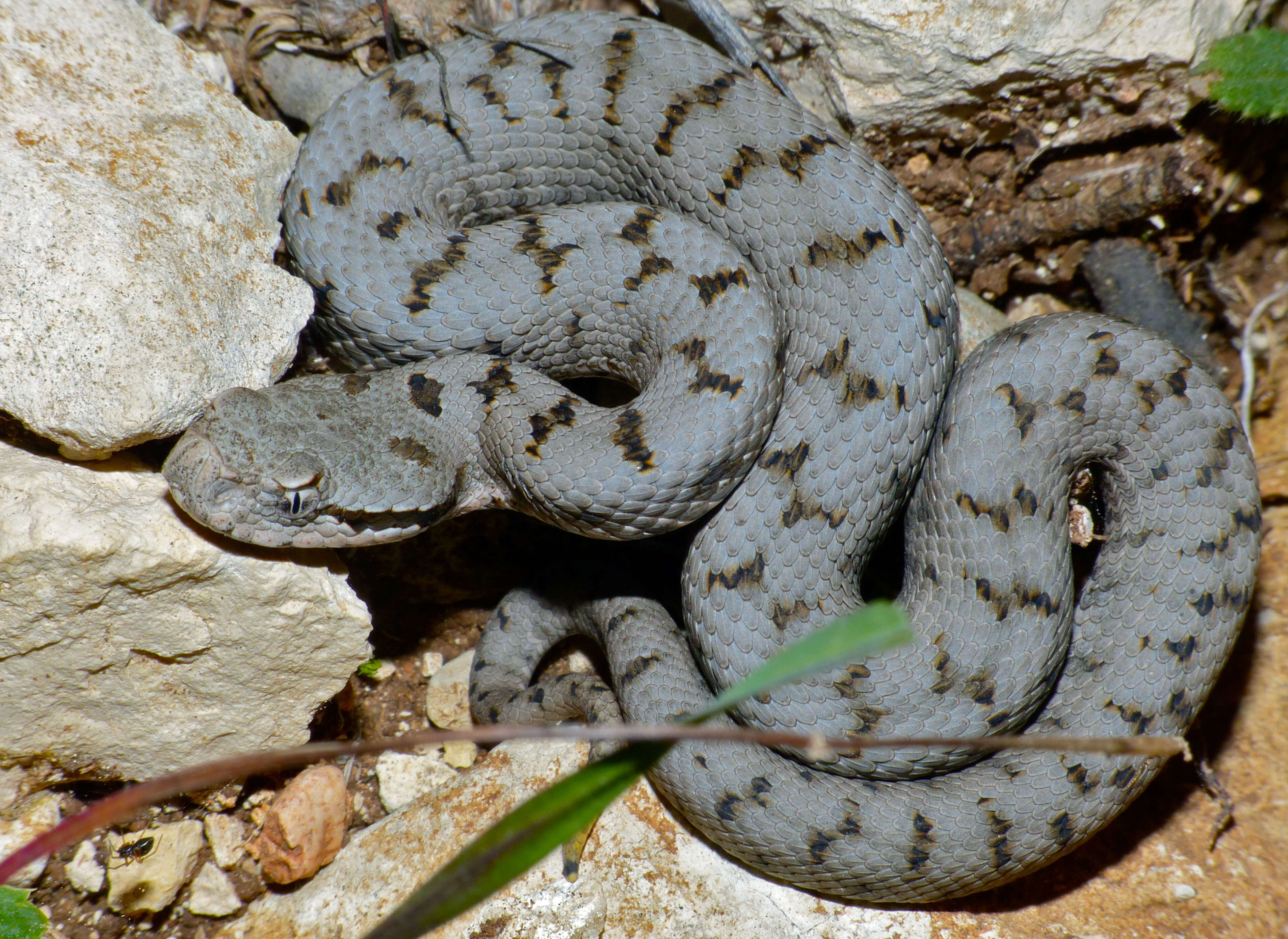 صورة Vipera aspis aspis (Linnaeus 1758)