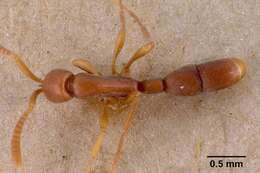 Probolomyrmex filiformis Mayr 1901的圖片