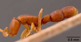 Probolomyrmex filiformis Mayr 1901的圖片