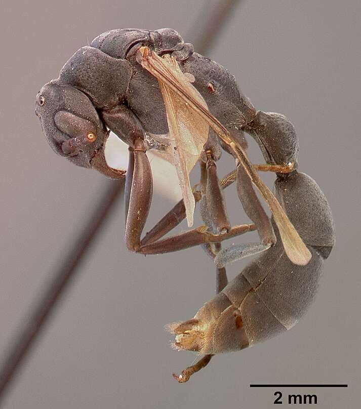 Image of Platythyrea conradti Emery 1899