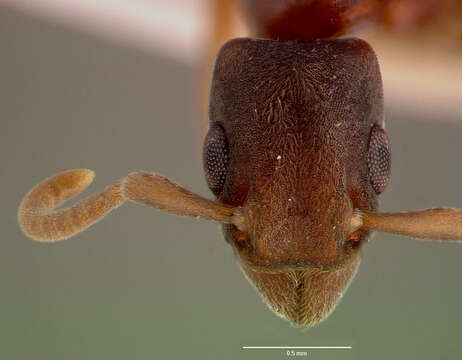 Image de Platythyrea cooperi Arnold 1915