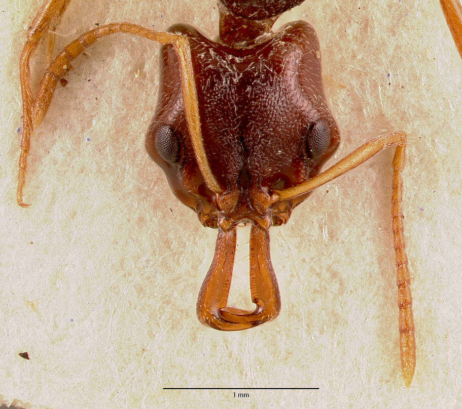 Image of Anochetus sedilloti Emery 1884