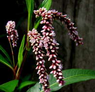 صورة Persicaria glabra (Willd.) Gomez de la Maza