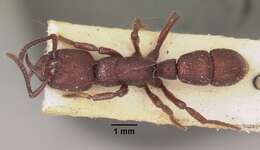 Image of Psalidomyrmex foveolatus Andre 1890