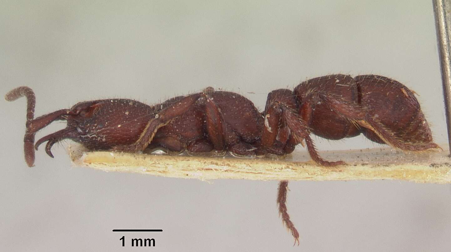 Image of Psalidomyrmex foveolatus Andre 1890