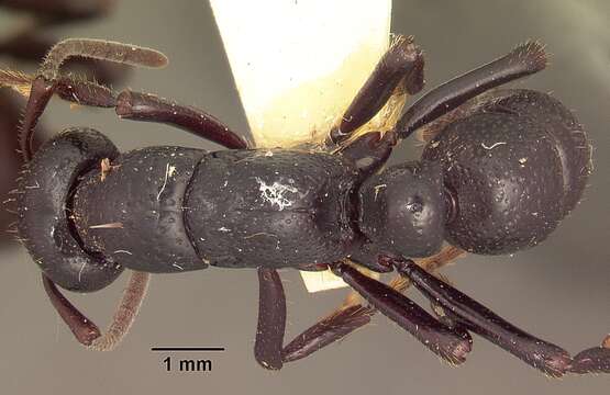 Image of Psalidomyrmex procerus Emery 1901