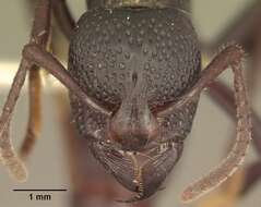 Image of Psalidomyrmex procerus Emery 1901