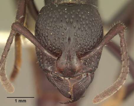 Image of Psalidomyrmex procerus Emery 1901