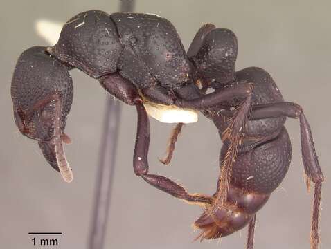 Image of Psalidomyrmex procerus Emery 1901