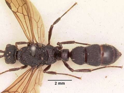 Image of Psalidomyrmex procerus Emery 1901