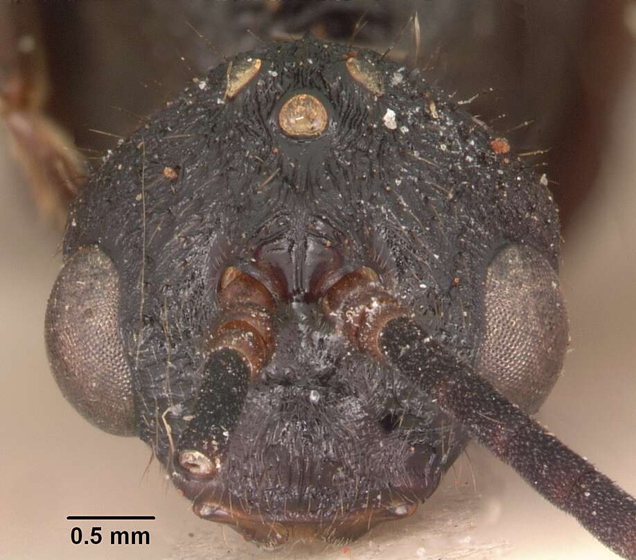 Image of Psalidomyrmex procerus Emery 1901