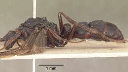 Image of Psalidomyrmex procerus Emery 1901