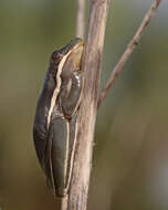 Image of American Green Treefrog