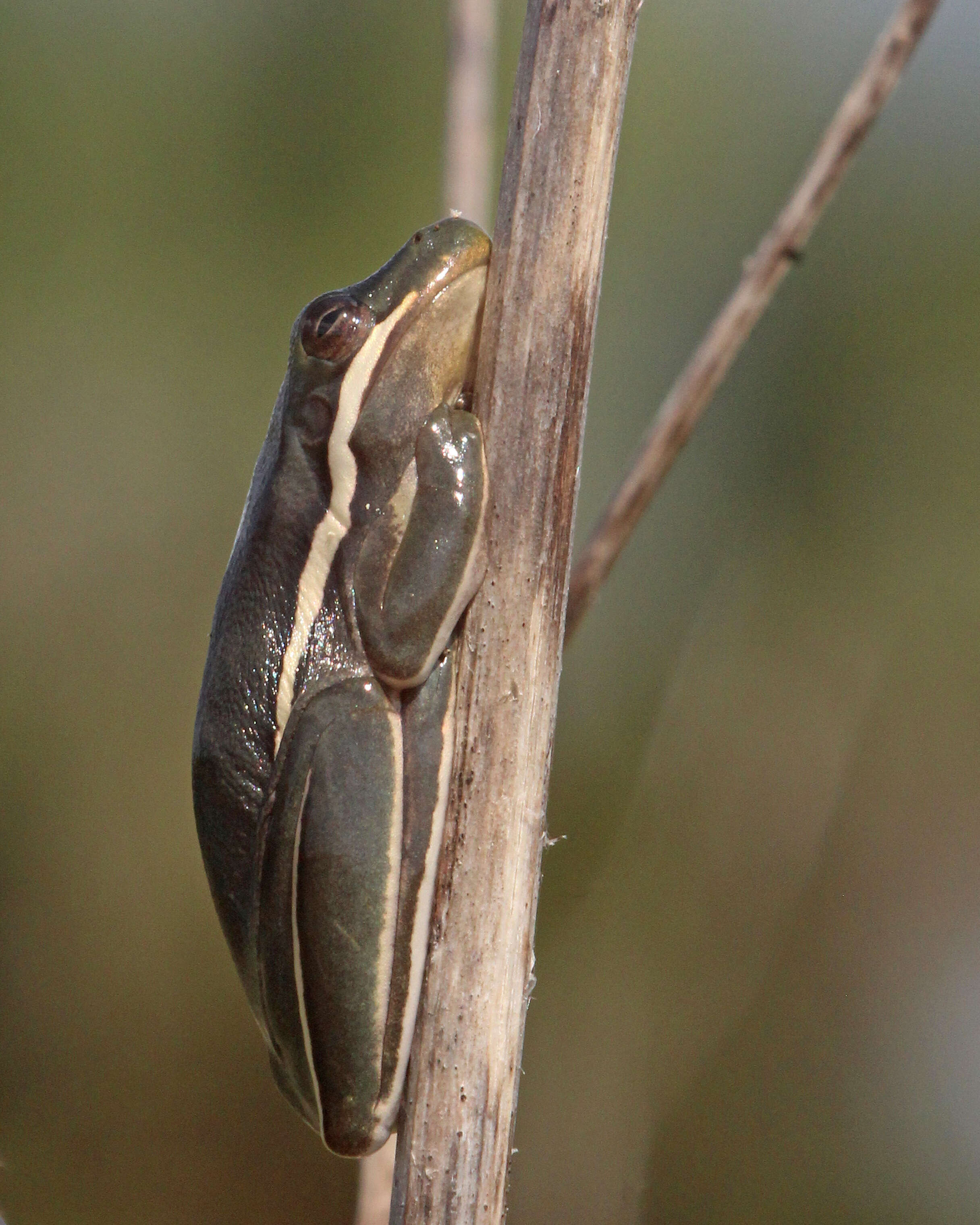 Image of American Green Treefrog