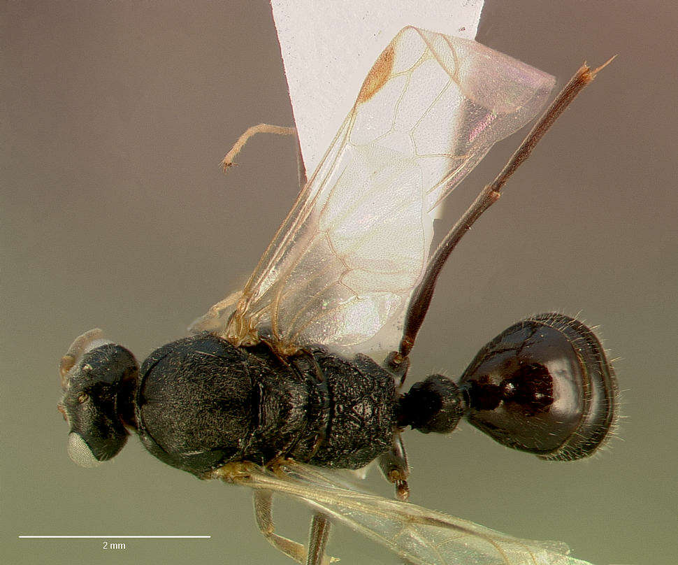 Imagem de Odontomachus