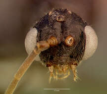 Image of Trap-jaw Ants