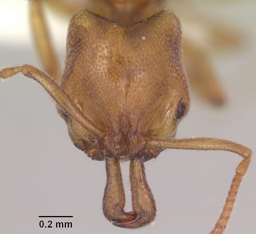 Anochetus punctaticeps Mayr 1901的圖片