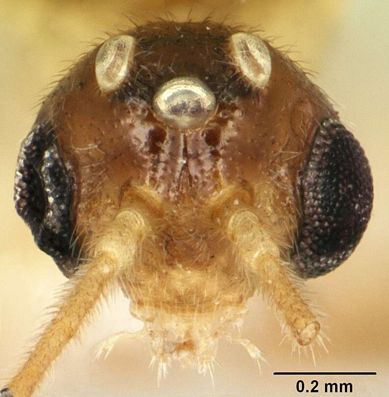 Anochetus punctaticeps Mayr 1901的圖片