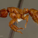 Sivun <i>Centromyrmex decessor</i> kuva